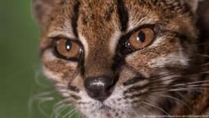 Bolivia: New cat species discovered by scientists