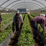Spain grows fruit and vegetables for Europe — but it’s running out of water