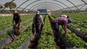 Spain grows fruit and vegetables for Europe — but it’s running out of water
