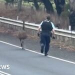 Runaway emu in Australia sparks police chase