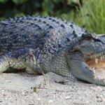 River that is home to 500 crocodiles chosen to host 2032 Olympic rowing and canoe events