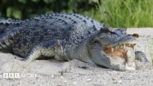 River that is home to 500 crocodiles chosen to host 2032 Olympic rowing and canoe events