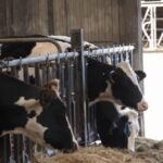 Europe’s scorching summer hits farms, raising concerns for food exports to Asia