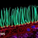 Tiny image sparks big backlash in Nikon photo contest