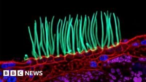 Tiny image sparks big backlash in Nikon photo contest