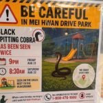 Black spitting cobra seen near Serangoon Gardens remains elusive after NParks’ searches