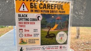 Black spitting cobra seen near Serangoon Gardens remains elusive after NParks’ searches