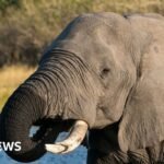 Botswana condemned for slaughtering elephants for independence celebrations