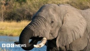 Botswana condemned for slaughtering elephants for independence celebrations