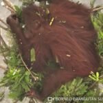 Walking through flames: Orangutans rescued in Indonesia fires
