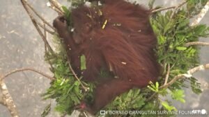 Walking through flames: Orangutans rescued in Indonesia fires