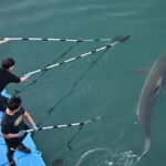 South Korea’s celebrity shark back in canal, prompting new rescue bid
