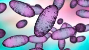 Russia plague: How great is the global risk? Maybe low, but infectious disease experts want more data