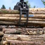Investors are buying up vast tracts of timberland across U.S. in one of market’s longest-term bets