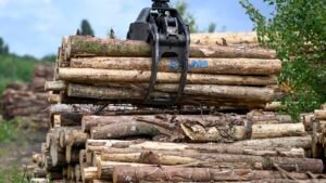 Investors are buying up vast tracts of timberland across U.S. in one of market’s longest-term bets