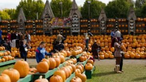 ‘Everyone laughed’ when he started a pumpkin farm—now it brings in $2 million a year