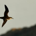 Long-distance flights can interfere with the internal clocks of seabirds