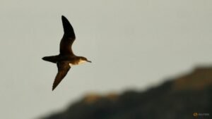 Long-distance flights can interfere with the internal clocks of seabirds