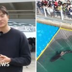 Bukangi: Huge crowds watch shark stranded in Busan, South Korea