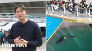 Bukangi: Huge crowds watch shark stranded in Busan, South Korea