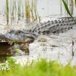 Alligator kills 71-year-old man fishing in Florida