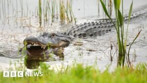 Alligator kills 71-year-old man fishing in Florida