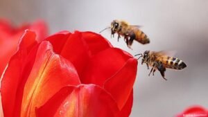 What Earth’s sixth mass extinction event means for humans