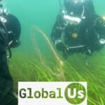 The superplant giving the Baltic Sea a second chance