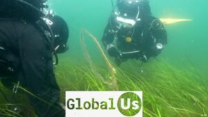 The superplant giving the Baltic Sea a second chance