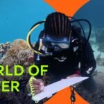 Coral reefs: a lifeline beneath the waves