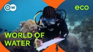 Coral reefs: a lifeline beneath the waves