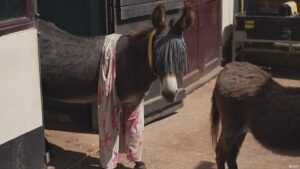 Britain: Pyjamas for donkeys