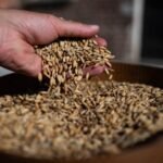 Italian rice farmer brings conservation to agriculture