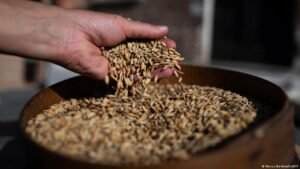Italian rice farmer brings conservation to agriculture