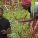 AI farming: Rwanda, Ghana and Morocco show what’s possible