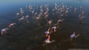 Turkey: How a unique salt lake is disappearing