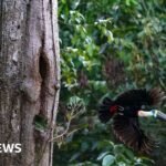 Brazil sees record fall in Amazon deforestation as key election looms