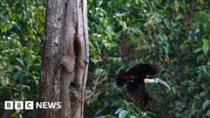 Brazil sees record fall in Amazon deforestation as key election looms