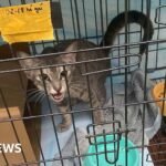 Ho Chi Minh city: Twelve arrested for allegedly running cat trafficking ring in Vietnam