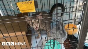 Ho Chi Minh city: Twelve arrested for allegedly running cat trafficking ring in Vietnam