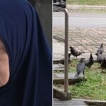 78-year-old woman fined for repeatedly feeding pigeons, hitting surveillance officer