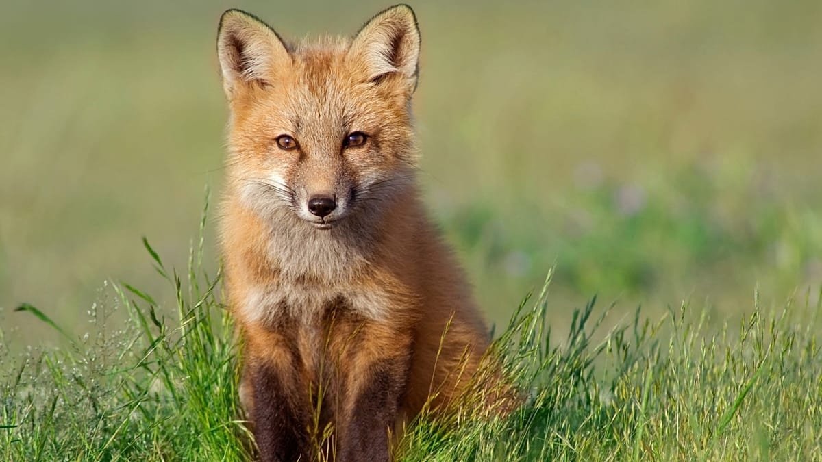 Nature to replace historical figures on UK banknotes