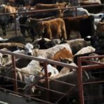 Confirmed screwworm case in Texas sends two biotech stocks higher