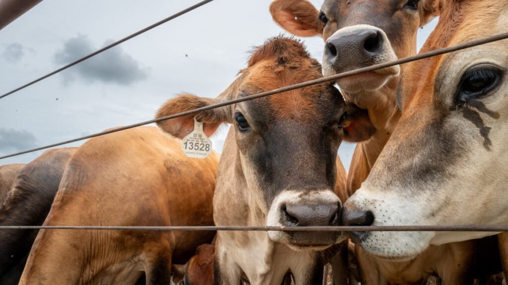 U.S. confirms second Texas screwworm case, Canada restricts livestock imports