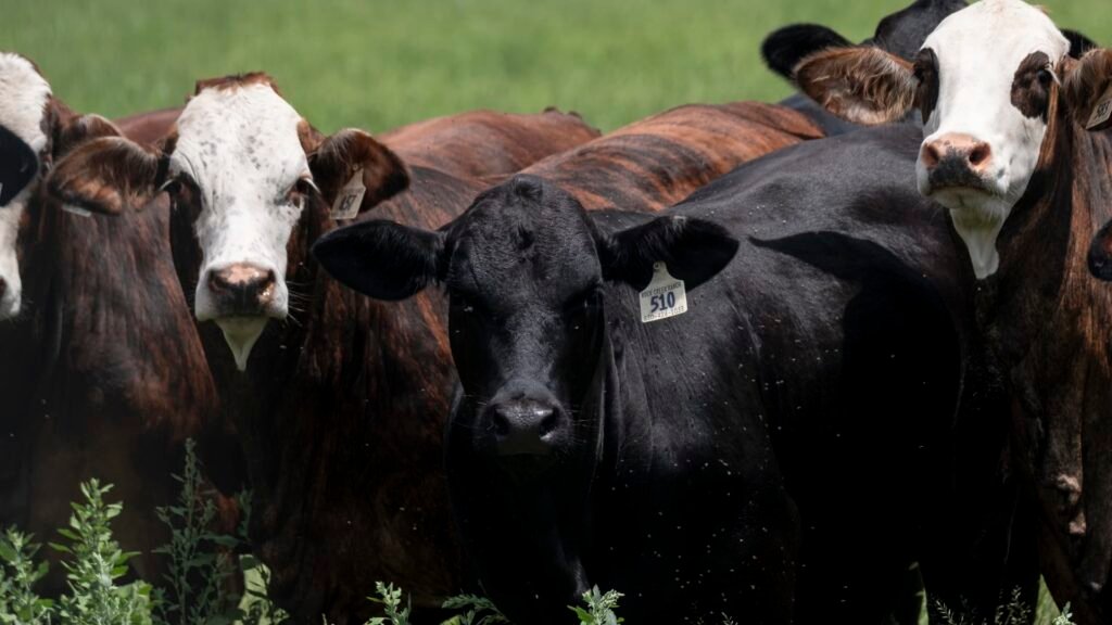 Food supply ‘not at risk’ after new Texas screwworm cases, USDA secretary says