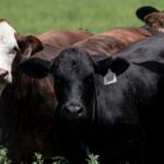 Food supply ‘not at risk’ after new Texas screwworm cases, USDA secretary says