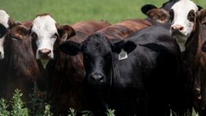 Food supply ‘not at risk’ after new Texas screwworm cases, USDA secretary says