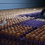 Major egg producers settle price inflation probe for $3.3 million