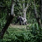 ‘Attenborough effect’ sees interest surge in Rwanda’s gorilla tourism