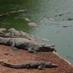 UK police arrest man after toddler ‘ended up’ in crocodile pen at zoo